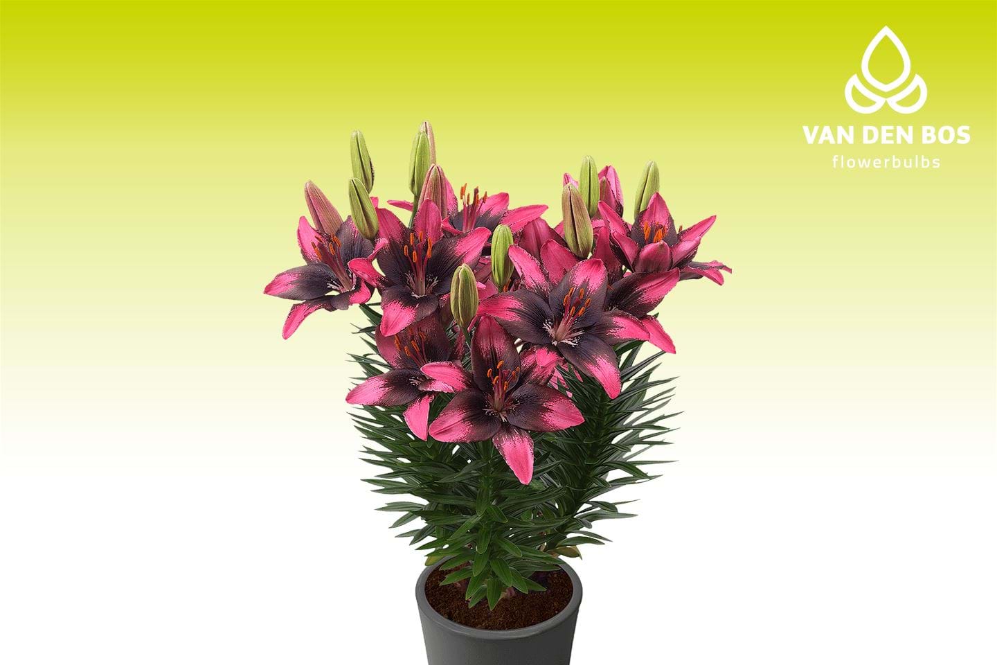 Trendy Santo Domingo® (Asiatics) - Lily - Van den Bos
